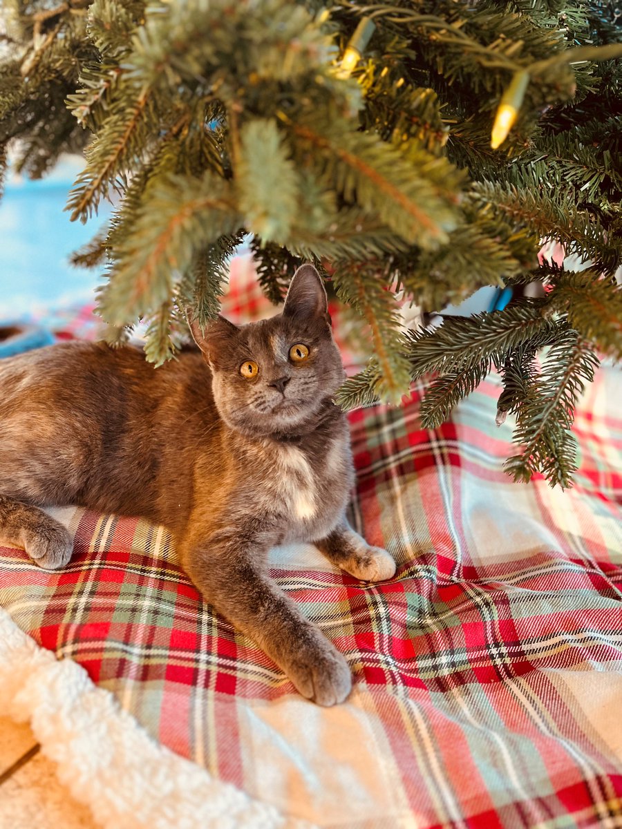 graniterra's tweet photo. The Graniterra christmas tree is up just in time for National Christmas Lights Day!

Callie's first Christmas is just around the corner and she's running around the showroom, playing with all the decorations she can get her paws on!
#stl #cat #kitten #officecat #rescue #greycat https://t.co/HCZq3wtCsX