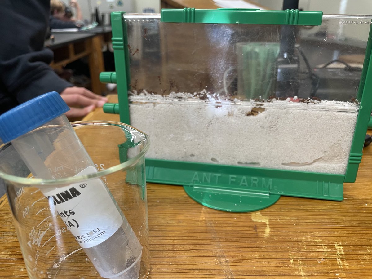capetrich's tweet photo. I enjoyed this unexpected new experience helping Mrs. Vinton’s class move ants to their new habitat. ⁦@SSPscience⁩ ⁦@PhelpsCenter⁩ https://t.co/s2NmDR6OHB