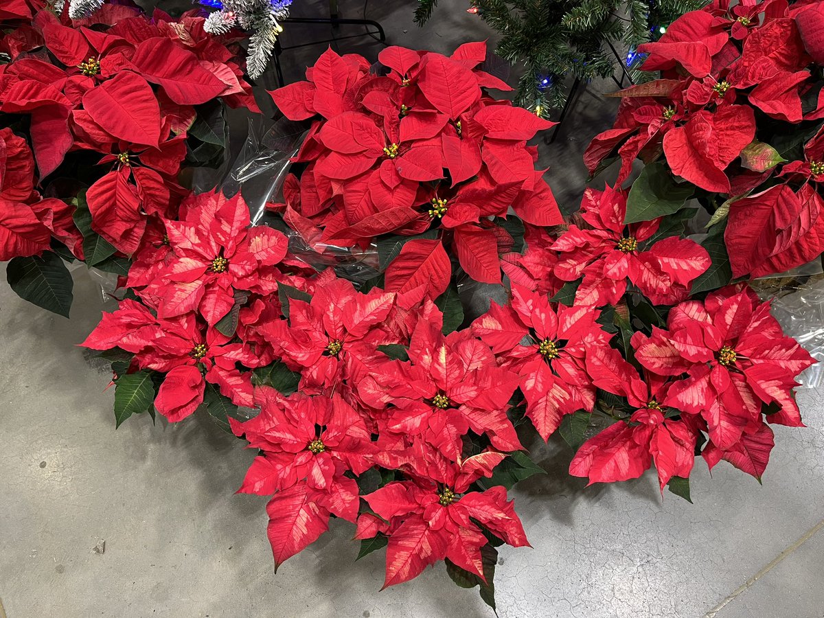 The count down to Christmas has begun.  Check out these beauties at the #2584 Palmyra Lowes.  Perfect for decorating and gift giving.  <a href="/PlantPartners/">Planting Partners Nursery</a> <a href="/DamonBennettR7/">DBennett</a> <a href="/JHoffmann2207/">Joe Hoffmann</a> <a href="/LBishPlants/">Lora Bishop</a> <a href="/JG_Battlefield/">Jill Guth</a> <a href="/KPlantPartners/">Kaitee_PlantPartners</a>