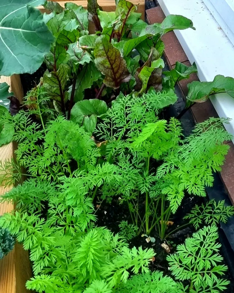 Our carrots and beetroot. I'll harvest on Saturday. Hopefully it won't be too late past the season. #homegrown #Carrots #beetroot #beets #rootvegetables #harvest #december #winter #VerticalFarm #prototype #sustainability #farming #urbanfarms #urbangrowers #trust #trustyourself