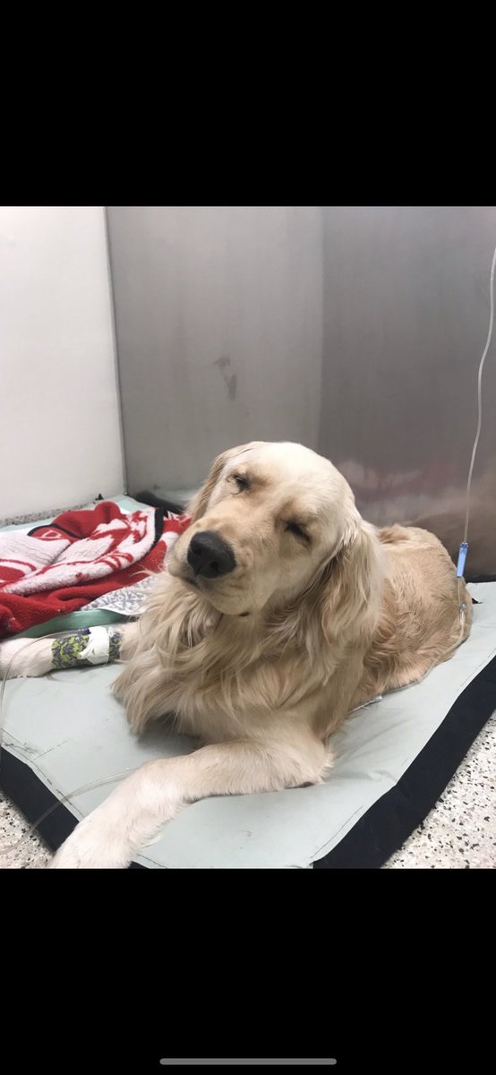 Coachbets420's tweet photo. My dog had surgery today #offaperc https://t.co/RDhYLE7XcR