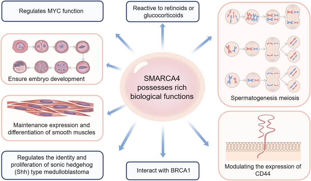 pulmonary_news's tweet photo. As a tumor suppressor with aberrant expression in ∼10% of #NSCLCs, SMARCA4 possesses many biological functions.
Check out 'SMARCA4: Current Status and Future Perspectives in NSCLC' on innovative treatment 💉 strategies by SMARCA4 alterations!
🔗 https://t.co/1dwBEtszJw https://t.co/MO4slqrk0D