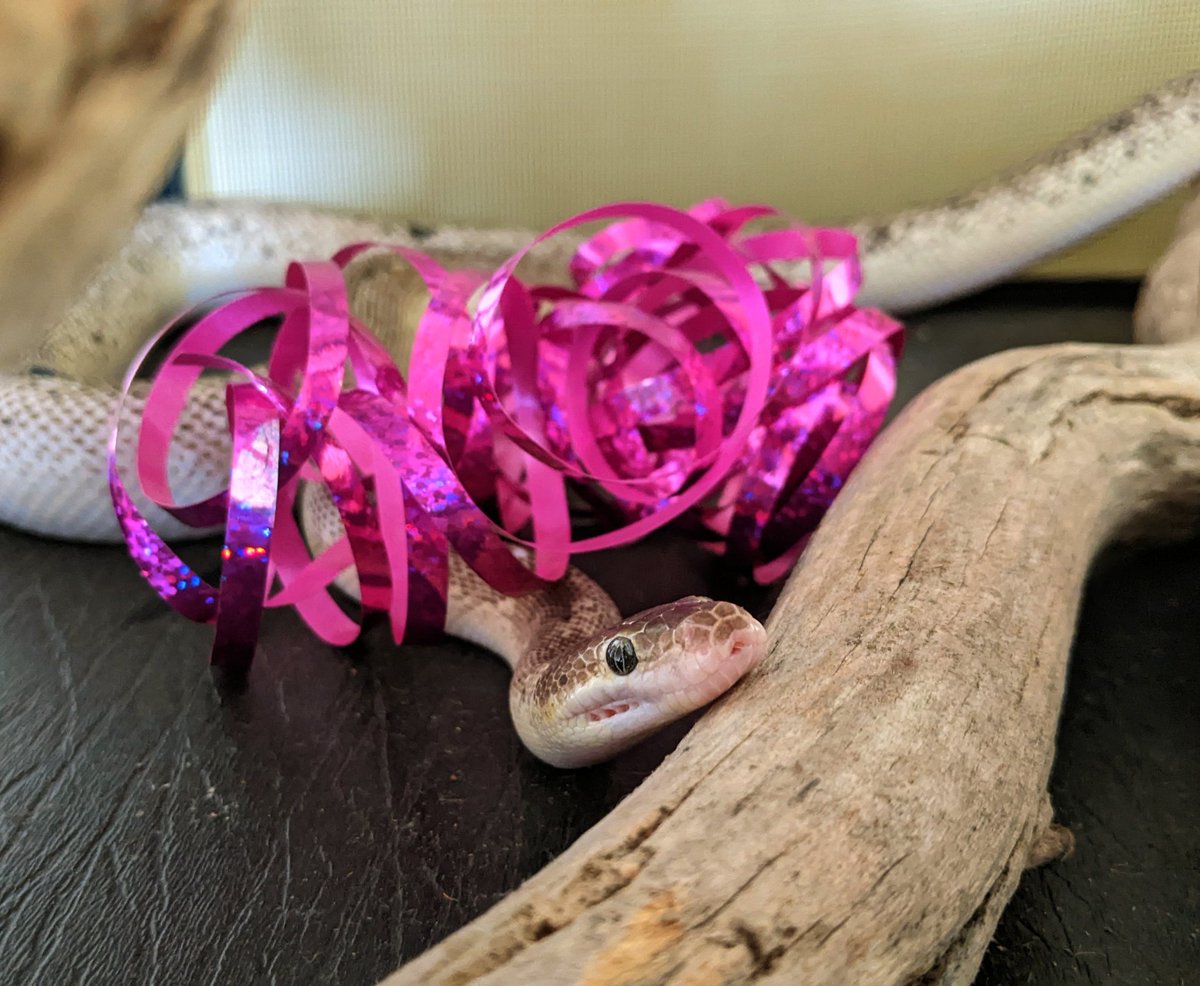 DrDunnart's tweet photo. Happy 4th birthday to my party #python Cannoli!
#petsoflatrobe #petsofltu #petsnake #reptile #snake https://t.co/AEuSoudSIK