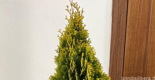 brindisilibera's tweet photo. Alberi di Natale gratuiti per le attività commerciali di Mesagne - https://t.co/7YbtnFynhj https://t.co/dtlx1r3LZ8