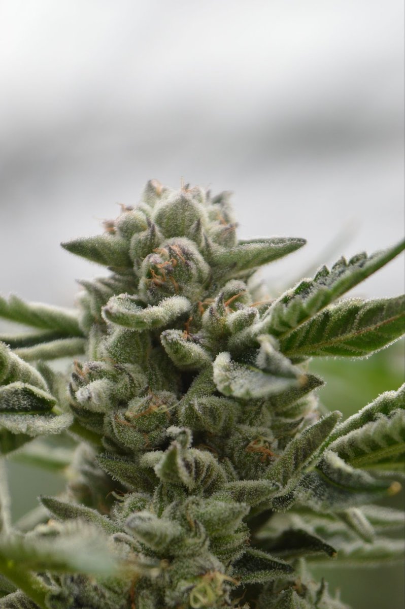 Pacific Stone tweet media