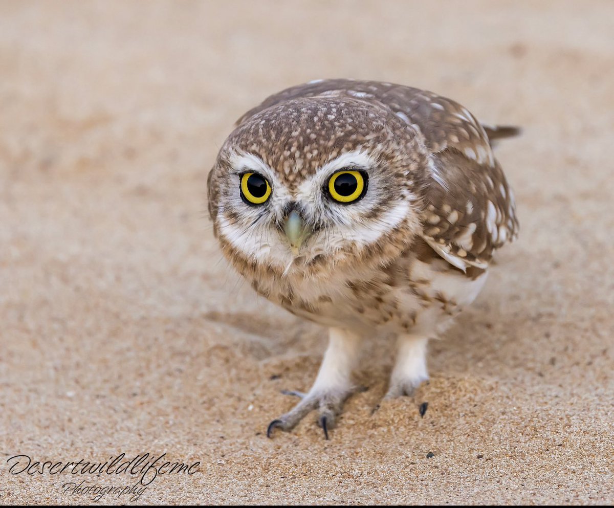 owl様 www.ddihk.com