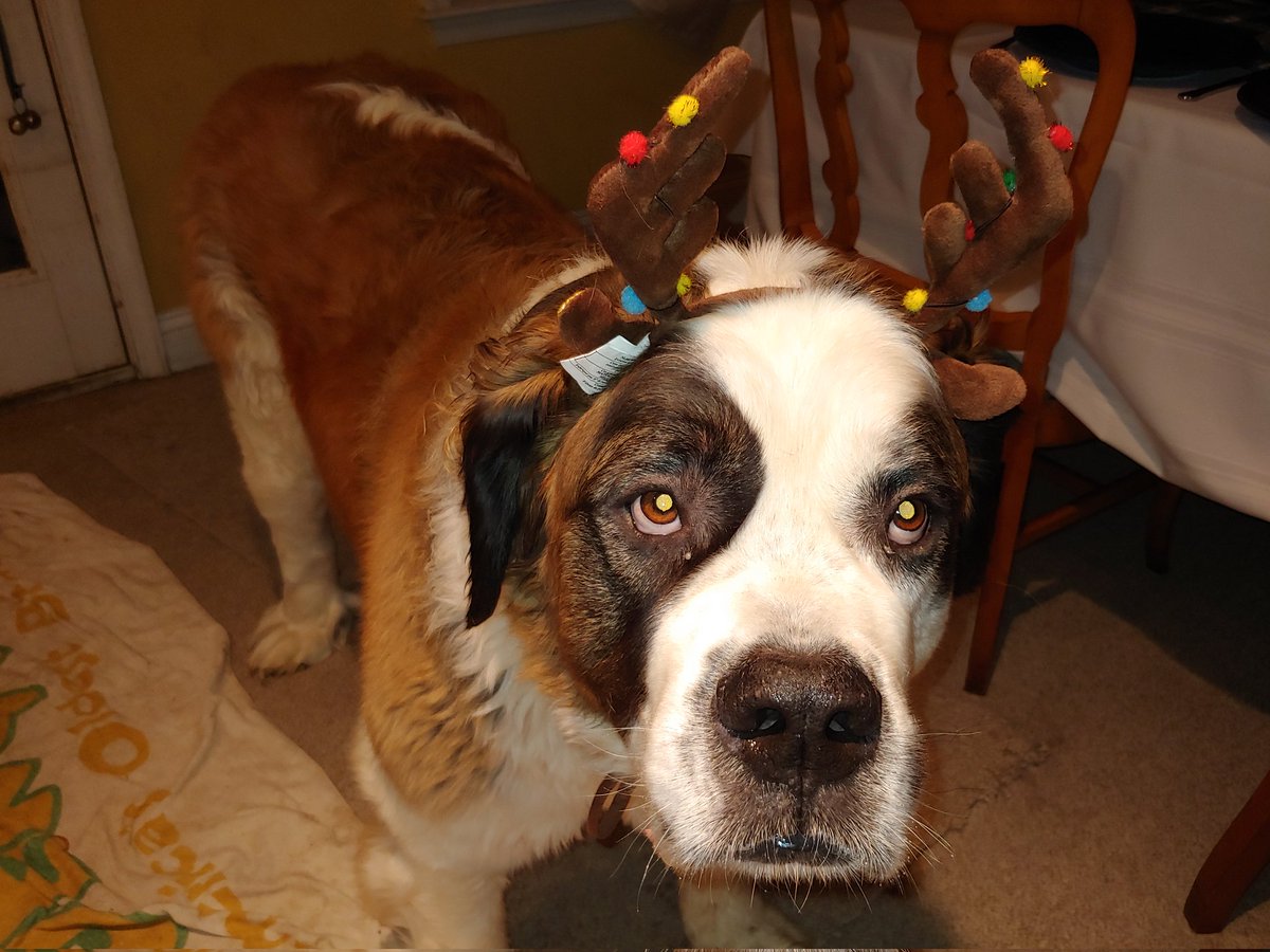 Jennateach123's tweet photo. @dog_rates https://t.co/ETqZQdLCFj