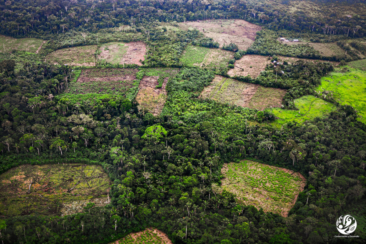 MongabayLatam's tweet photo. #DeforestaciónEnColombia
¿Por qué repuntó la deforestación después de la firma del Acuerdo de Paz? Hablamos con expertos sobre la escalada de deforestación que se registra en Colombia. El acaparamiento de tierras y la ganadería se han convertido en las mayores amenazas. 1/10 🧵⬇️ https://t.co/7QBhjgAwG9