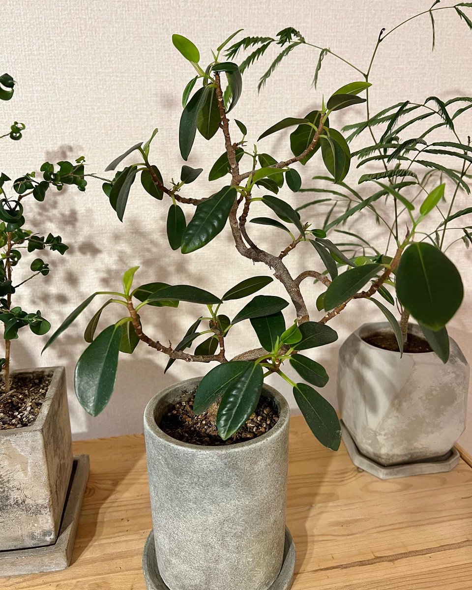 tunneltaro's tweet photo. フランスゴムの木、新芽が増えてきてますが、下を向いている葉も多いです。
#フランスゴムの木 #ゴムの木 #フィカスルビギノーサ #leafshine #リーフシャイン #ficusrubiginosa #新芽 #観葉植物 #foliageplant #houseplants #greenplants #indoorplants
https://t.co/n7PDiPcCxh https://t.co/epAUHeg09c