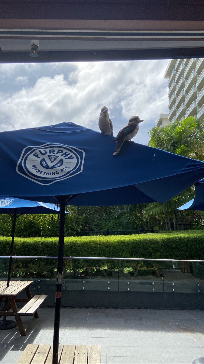 Hitcha_'s tweet photo. Kookaburras 🇦🇺 @FurphyBeer https://t.co/9WLF7De7TR