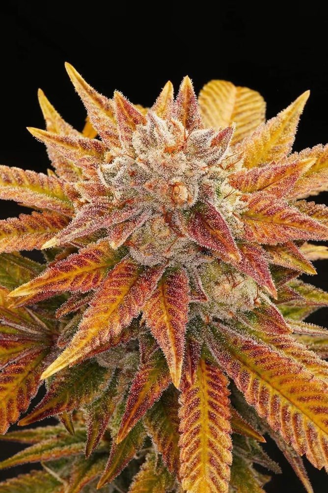 HighAssThinking's tweet photo. What would you name this strain?😍🔥 https://t.co/pONyVcLP39
