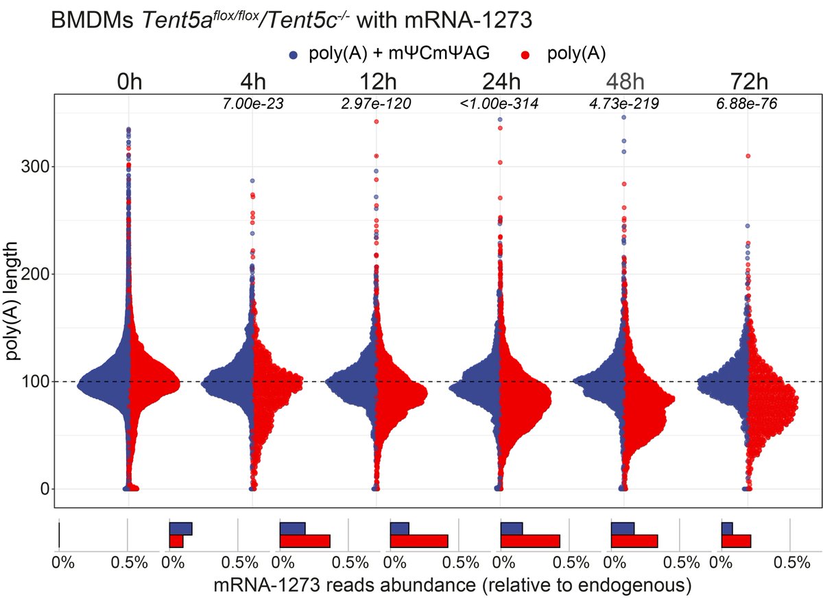 pakraw's tweet photo. Indeed, in #BMDMs devoid of #Tent5a and #Tent5c we did not observe #polyA tail elongation for #mRNA-1273 and other endogenous transcripts, but rather #deadenylation leading to lower vaccine #RNA stability. 10/n https://t.co/OqE1G68LyP