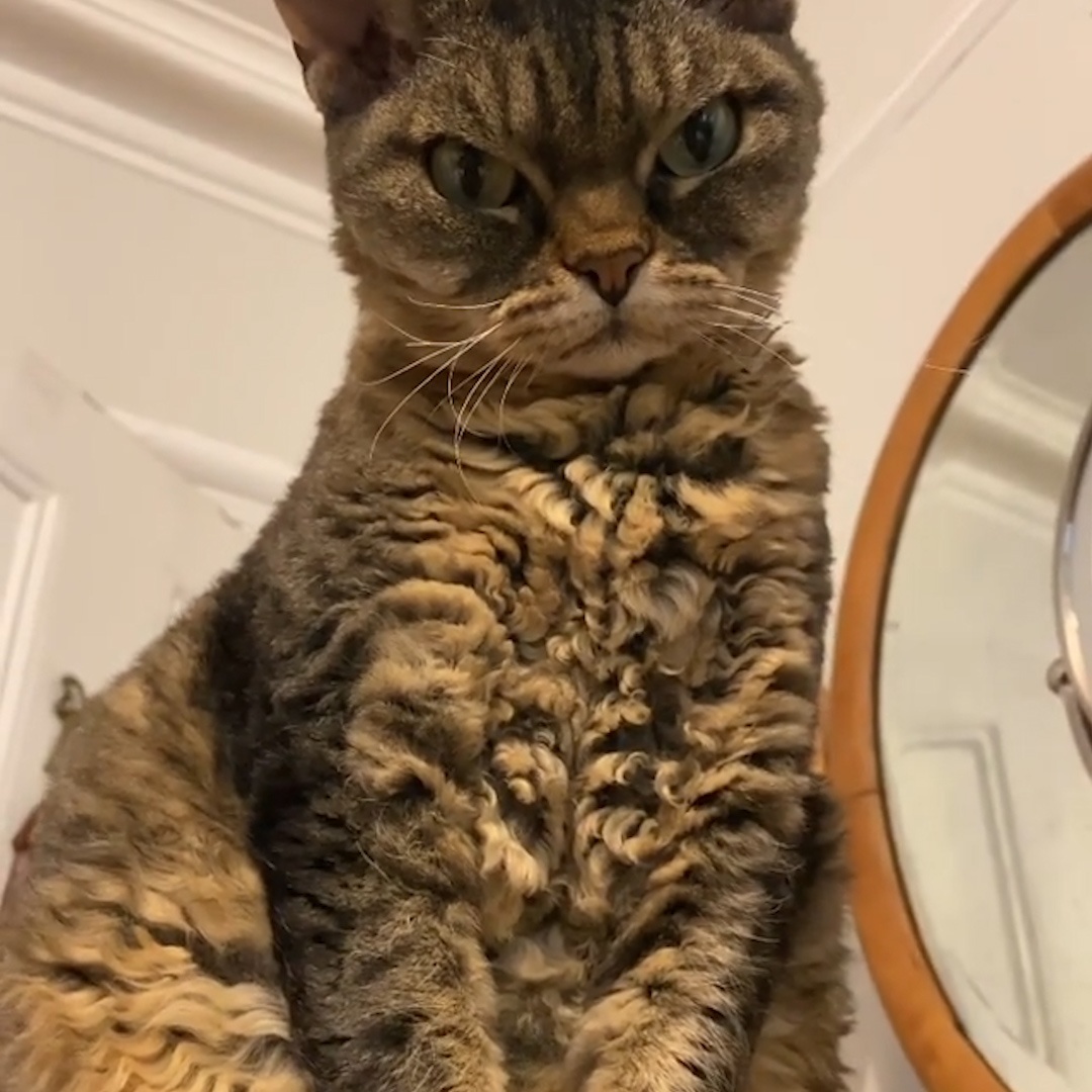 Cat who was so aggressive that her mom had to wear kneehigh boots