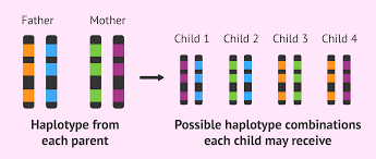 4/ These genes are linked and you inherit the whole group of them from the same chromosome. You get...