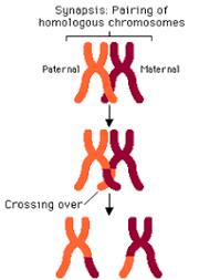 5/ These linked genes are called a haplotype. This means that group of genes are all inherited toget...