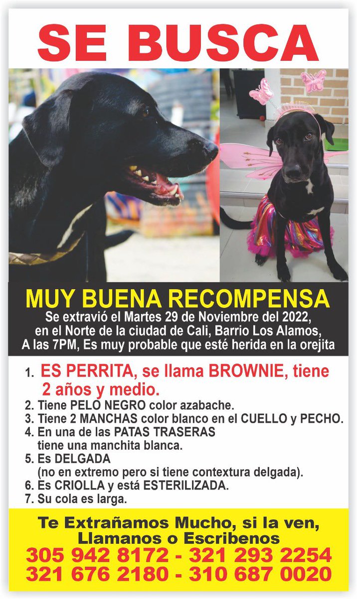 elpaiscali's tweet photo. #ServicioZoocial | ‘Brownie’ se perdió este martes en el sector de Ciudad los Álamos, norte de Cali. Si tiene información puede comunicarse a los números que aparecen en la imagen. Ofrecen recompensa 🙏🏻 https://t.co/3pWIaky2nb