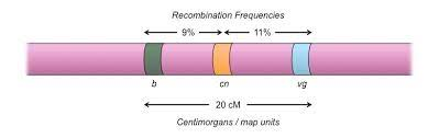 8/ Because of this process, the distance between 2 genes plays a role in gene linkage. The distance...