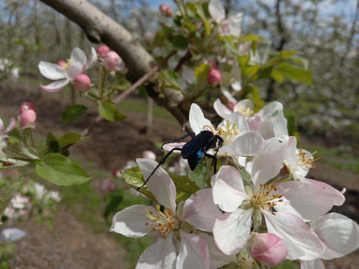 Moscas Florícolas de Chile Citizen Science tweet media