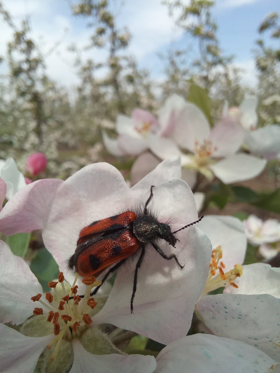 Moscas Florícolas de Chile Citizen Science tweet media