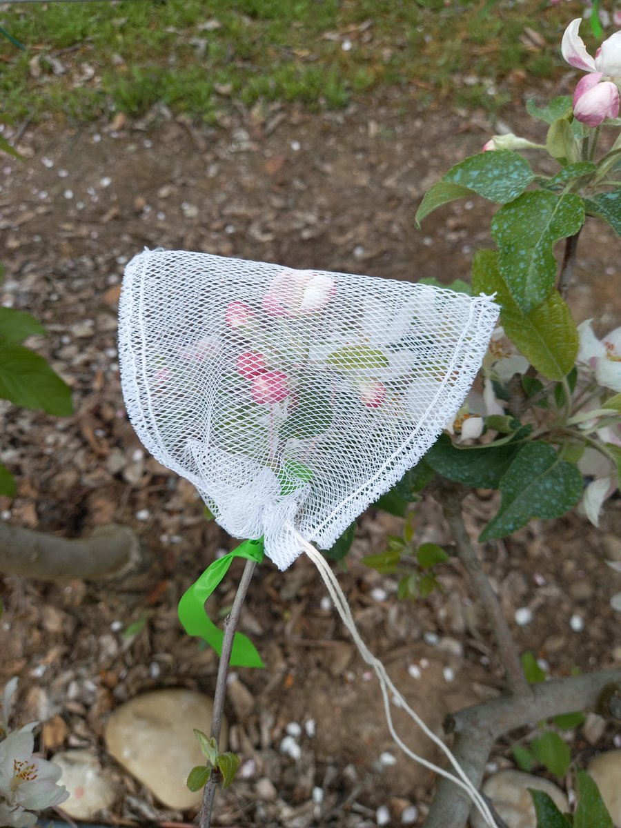 Moscas Florícolas de Chile Citizen Science tweet media