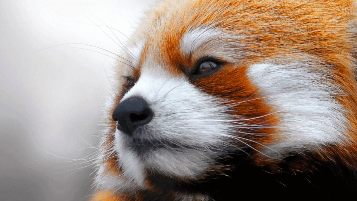 RedPandaEveryHr's tweet photo. https://t.co/j667fBS6Dj