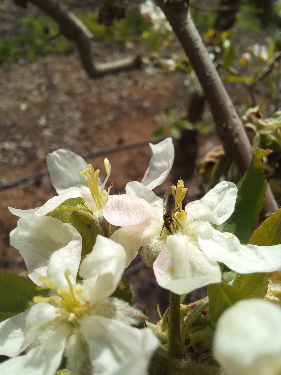 Moscas Florícolas de Chile Citizen Science tweet media