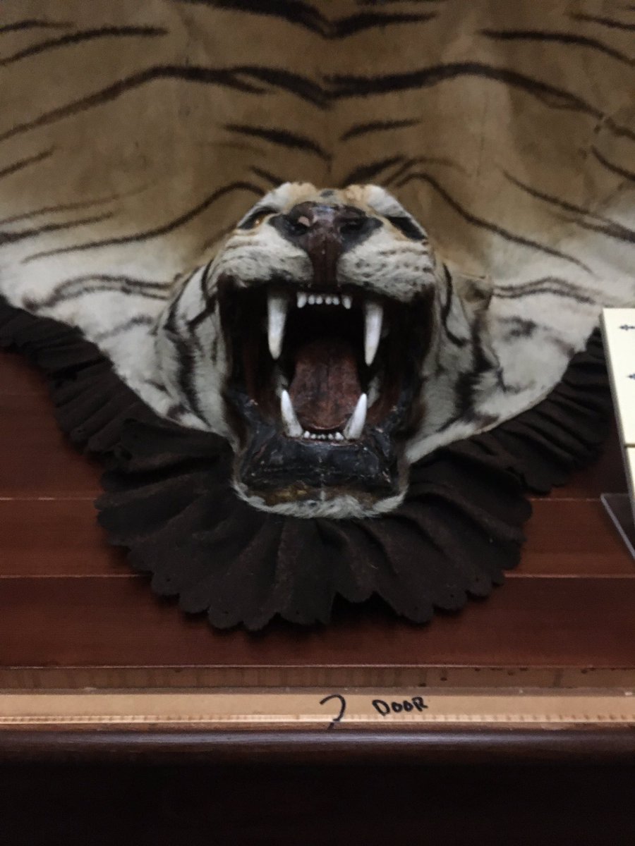 mildnys's tweet photo. Nothing quite like one of your coworkers asking which tooth did you make again? while you re-install an object post treatment 😍#Conservation #RightQuestion #ItsTheSmallThings #JapaneseTissueTooth https://t.co/HY2V1v8FDv