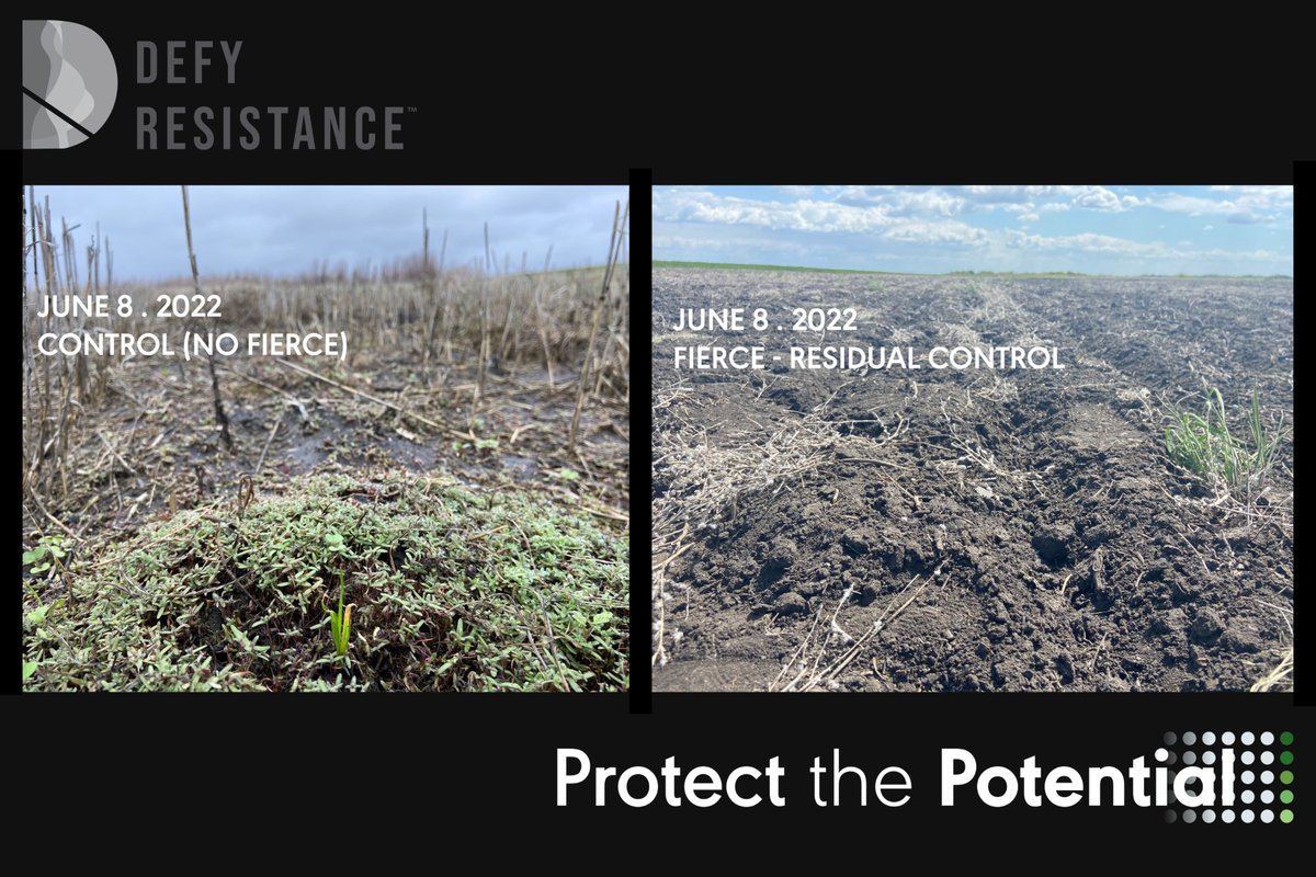DEFY RESISTANCE. An industry wide initiative to prevent / limit herbicide resistance. Once it develops, you will NEVER be rid of it. 

Kochia - 14,000 seeds/plant. Would you consider that a yield robber?!? ABSOLUTELY!

#defyresistance. It is part of what we do. 
<a href="/SharpeAgronomy/">Sharpes Agronomist</a>