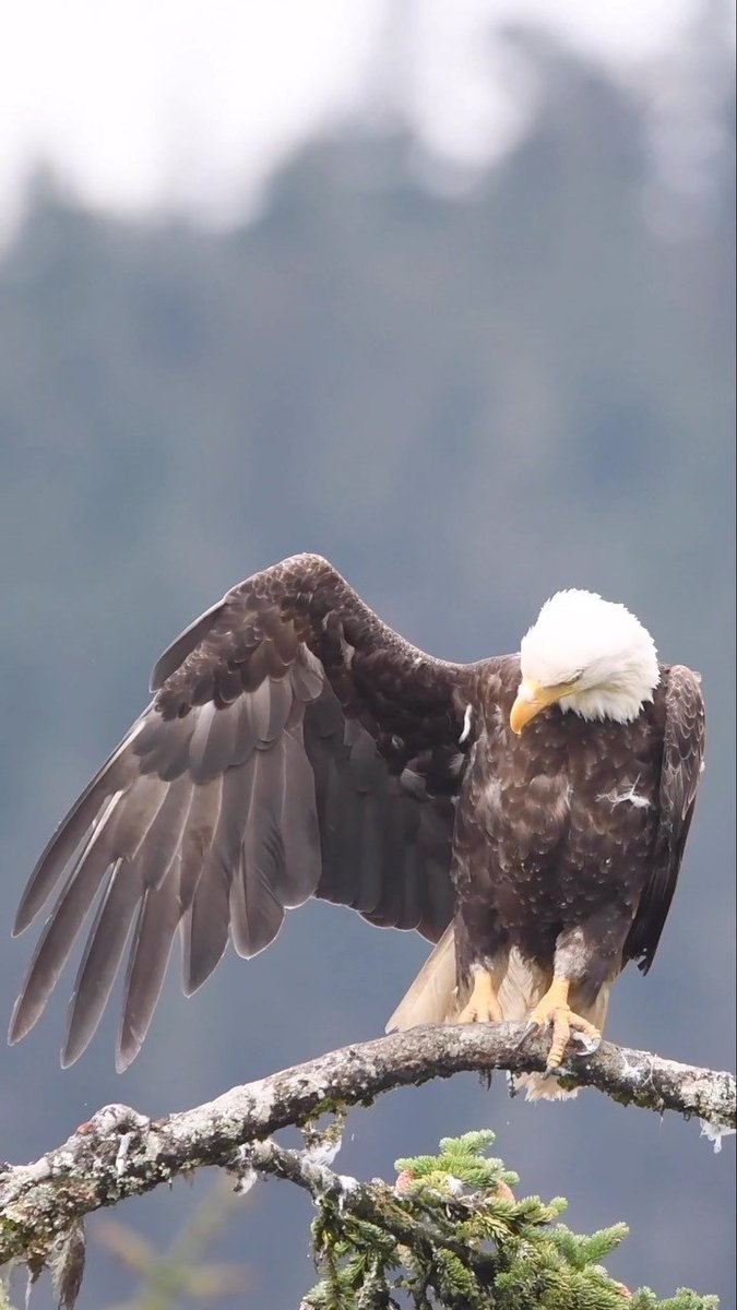 "As an eagle, weary after soaring in the sky, folds its wings and flies down to rest in its nest, so does the shining Self enter the state of dreamless sleep, where one is freed from all desires."