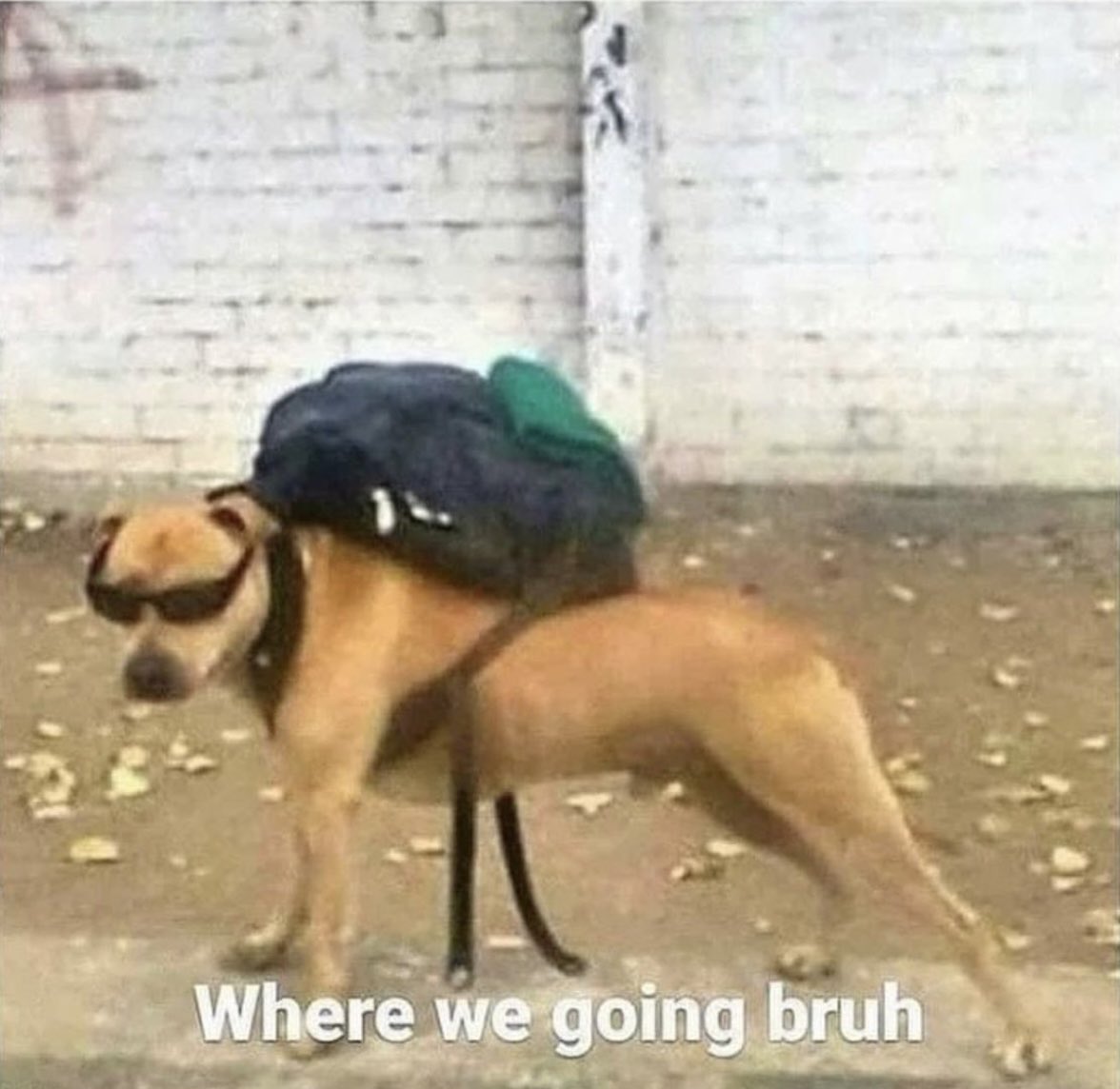 stfuayen's tweet photo. *I grab my keys*

my dog: https://t.co/z9dGYpd6ur