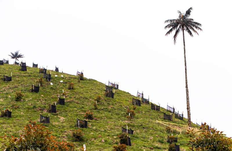 Palma de cera y aguacate