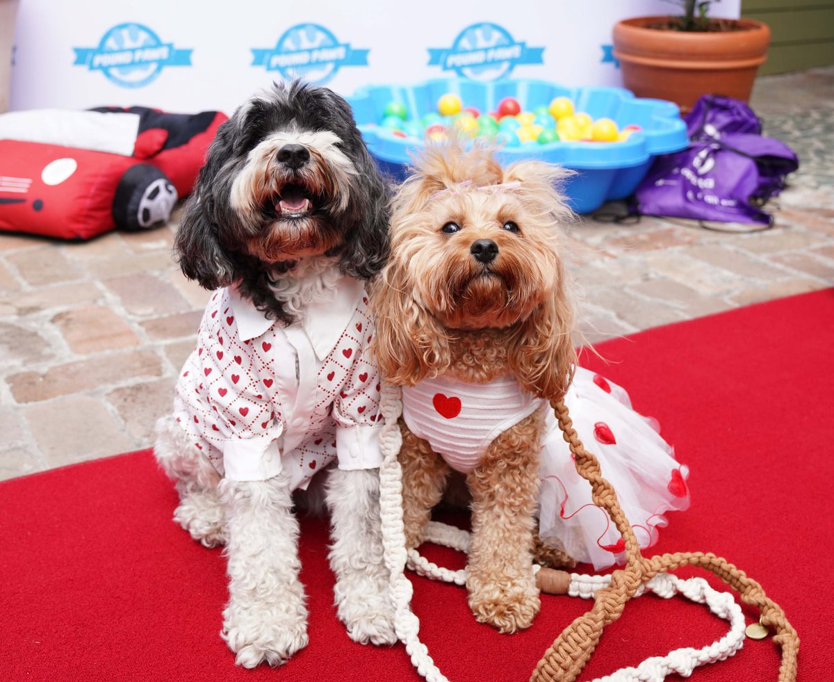 OzDogLover's tweet photo. #SantaPaws ๐
is coming to town! He'll be @therocks #Sydney for free photos at the #PoundPaws #DogDay this ๐ฆ๐ฎ๐๐๐ฟ๐ฑ๐ฎ๐ ๐ฏ๐ฟ๐ฑ ๐๐ฒ๐ฐ๐ฒ๐บ๐ฏ๐ฒ๐ฟ!
๐พ๐๐ธ๐ช๐ค Plus live music, #pet stalls & #dogs available for adoption before #Christmas!
#AdoptDontShop
https://t.co/YRqLDvSNYy https://t.co/57PfyLCYs1