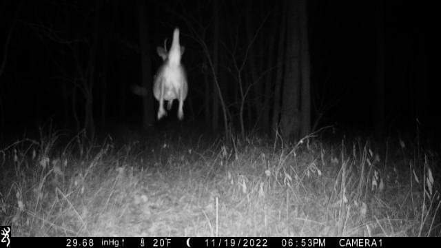 BrowningCams's tweet photo. Looks like maybe he's trying out to fly Santa's sleigh...We think it's safe to say he made the cut!
Cool picture from Joe Hoehn of The Break TV.
#TriggerSpeedThursday #browningcameras #youvegottoseethis #trailcampics #deer #trailcamology https://t.co/PGFvsxuUel