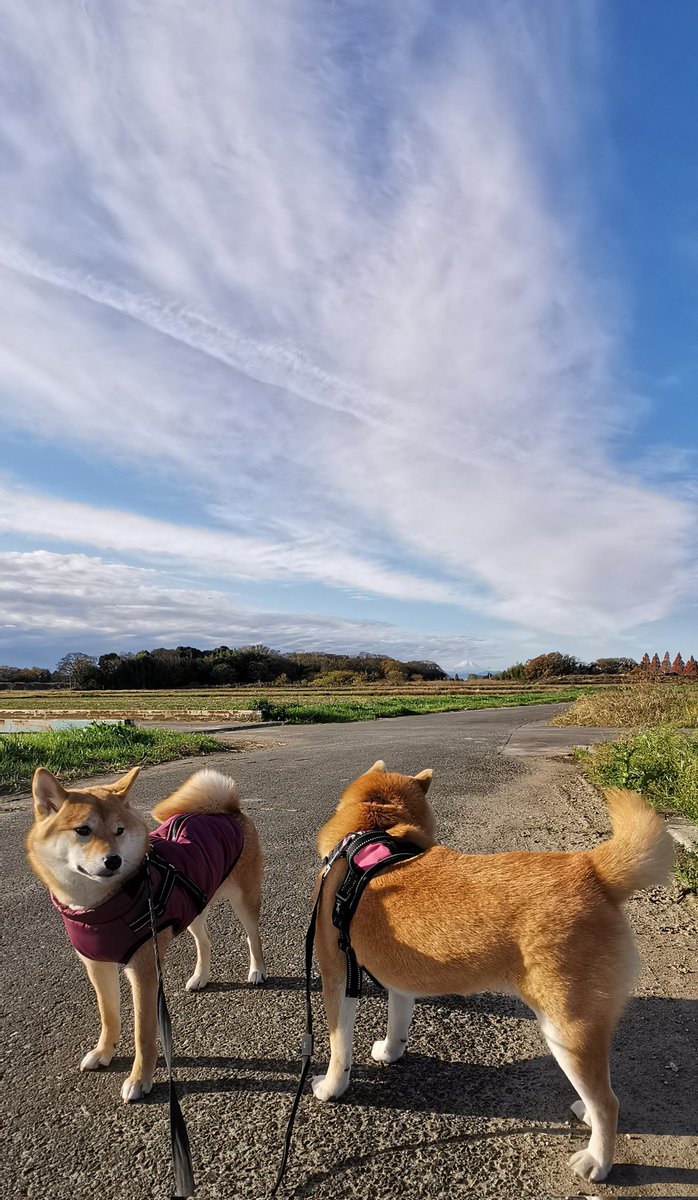 chibiko20190705's tweet photo. お早うございます!!
晴れ☀
風がちょっとありますが
富士山🗻も綺麗に見えました😊
ちび子　ニコニコ😊
まる子　ニコニコ😊
#柴犬　#犬のいる生活　#犬との生活 https://t.co/2cDlA6n2zF