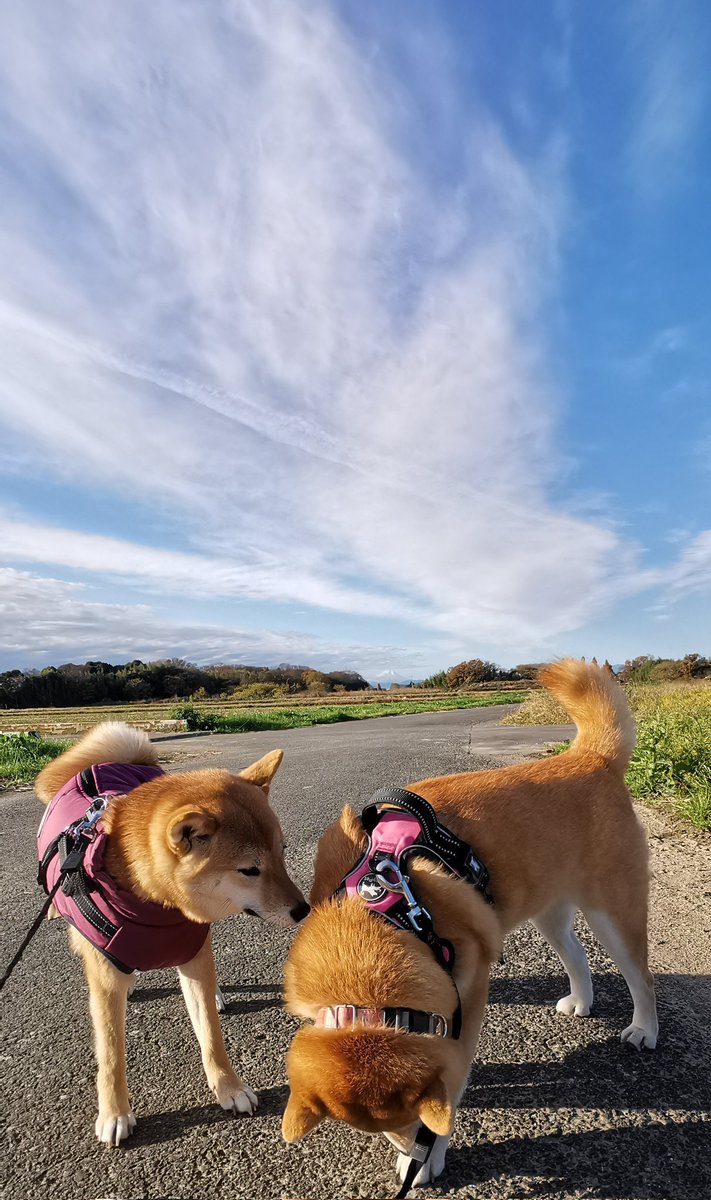 chibiko20190705's tweet photo. お早うございます!!
晴れ☀
風がちょっとありますが
富士山🗻も綺麗に見えました😊
ちび子　ニコニコ😊
まる子　ニコニコ😊
#柴犬　#犬のいる生活　#犬との生活 https://t.co/2cDlA6n2zF