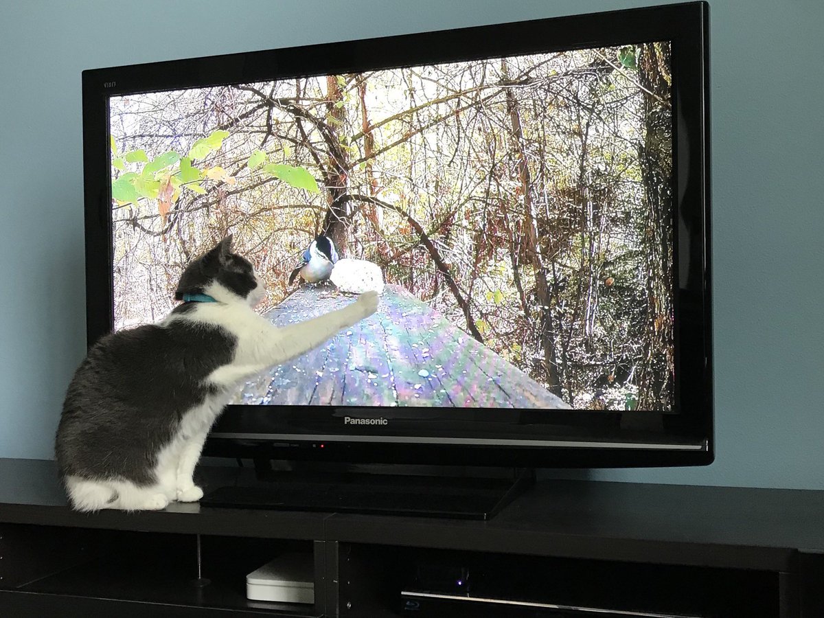 davekean's tweet photo. @PiatPod DJ Jazzy Kitty trying to catch the birds… https://t.co/rACrbFMeGK