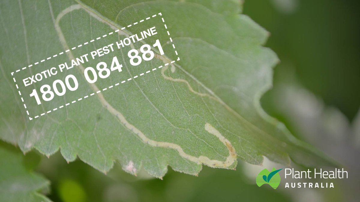 American serpentine #leafminer is a fly that damages plants by tunnelling through leaf tissue. If you think you’ve found leaf miner trails or insects, call the #EPP Hotline on 1800 084 881 ☎ to report anything unusual 👀bit.ly/3bZolkN 
#planthealth #biosecurity