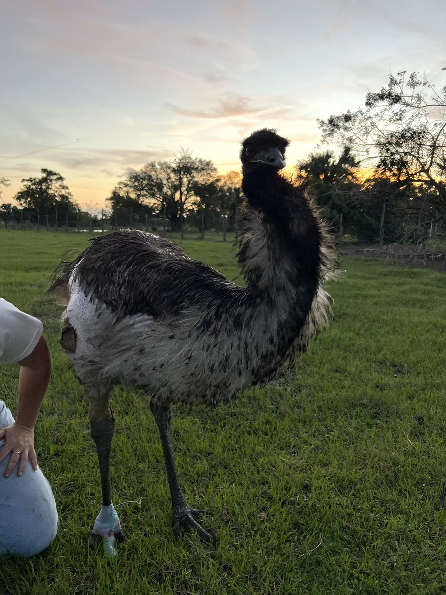 eco sister tweet media