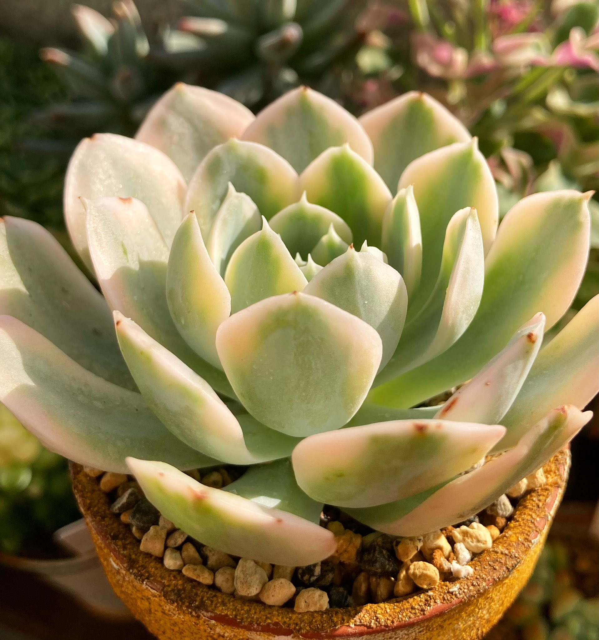 多肉植物 アガベ パリー ドライガーデン吉祥天 大株 南国リゾート 極耐寒性