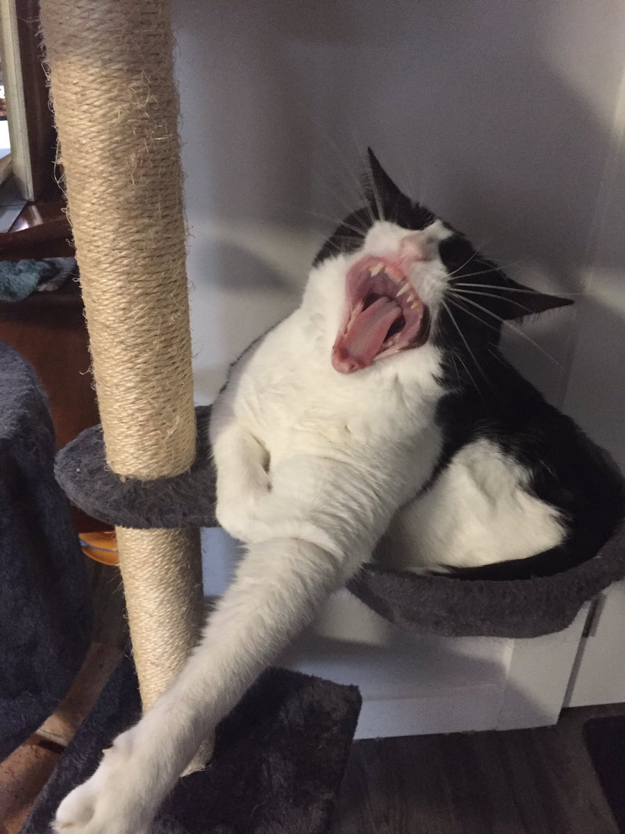 AnneBrandly's tweet photo. @BushcraftBearLP My kitty, Chloe https://t.co/bpEOCxj8Ti
