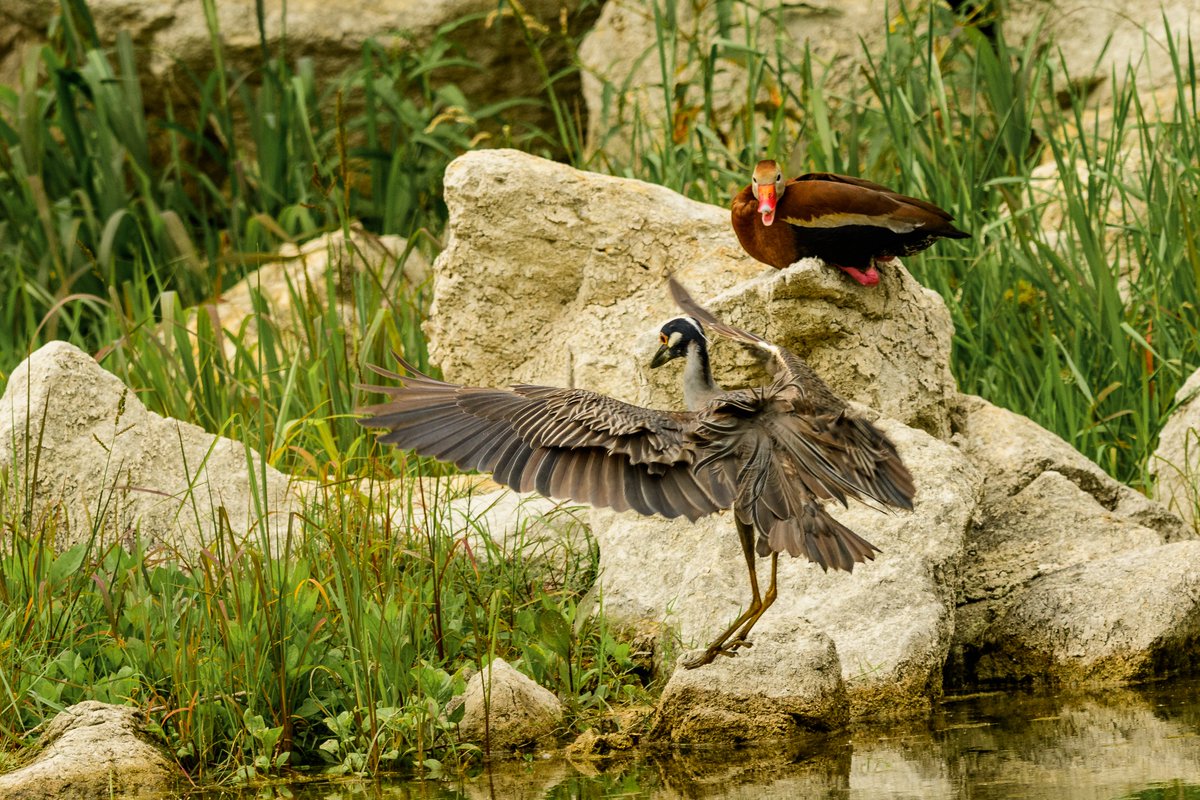 Bexar Audubon Society tweet media