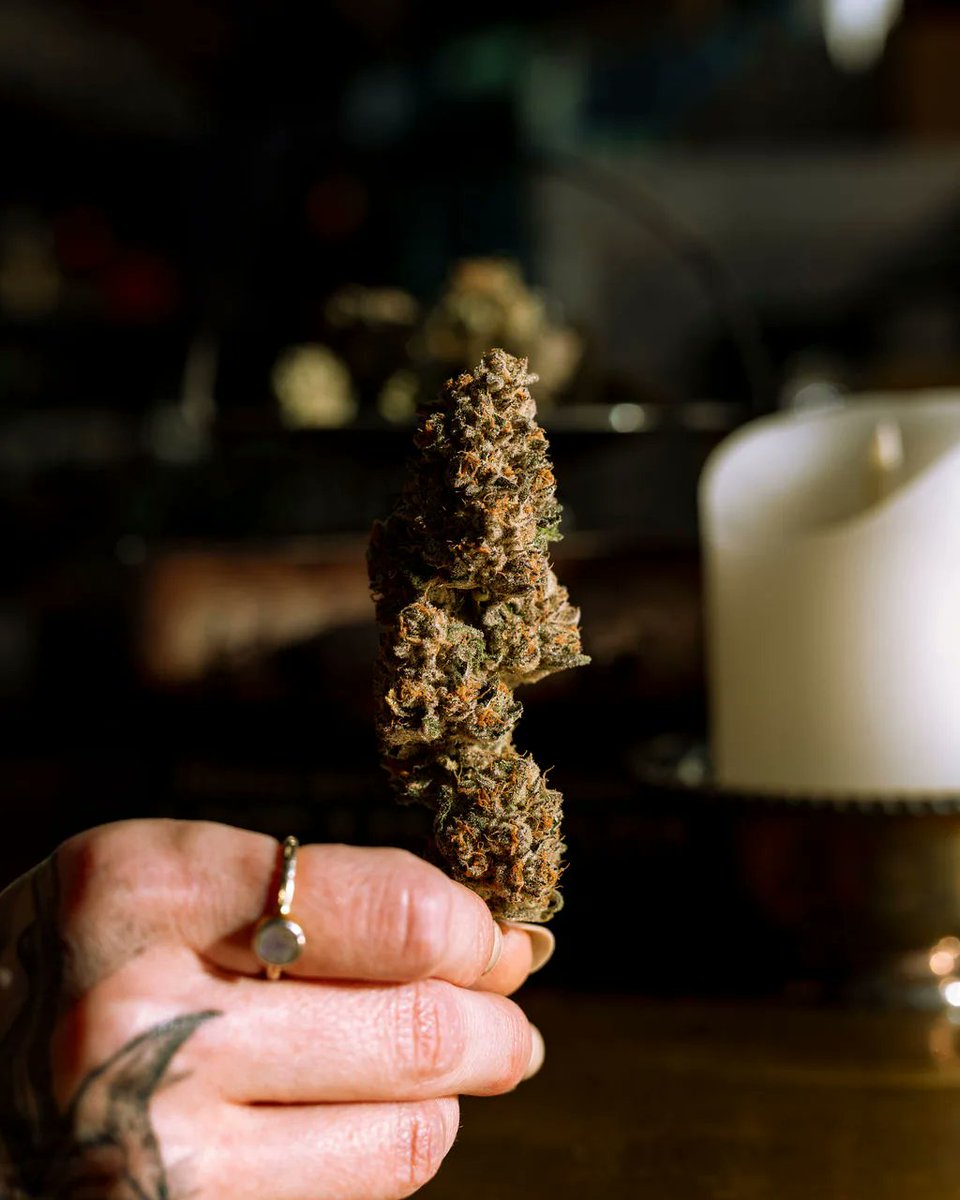 _NaturalHistory's tweet image. Pulling up to the sesh with flower that stands above the rest 

📸 @mintcaptures