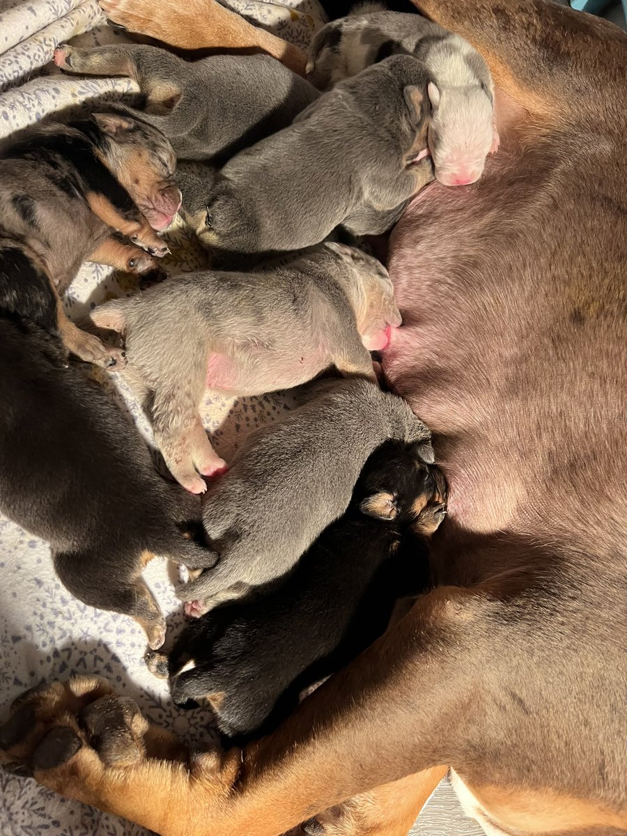 ChunkyDaBulldog's tweet photo. #puppylove #Bulldogpuppies #oeb #DogsofTwittter #bulldoglover https://t.co/XPiuIlLlZF