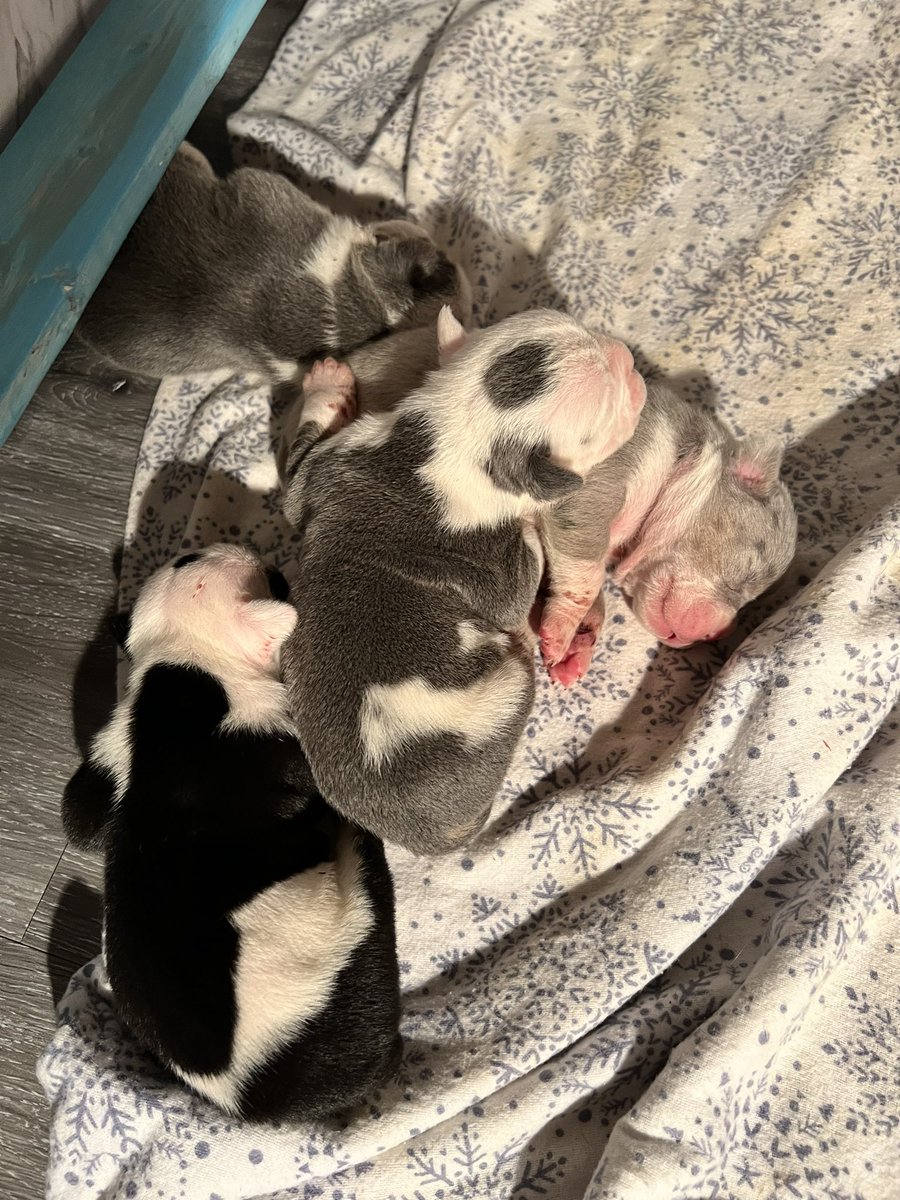 ChunkyDaBulldog's tweet photo. #puppylove #Bulldogpuppies #oeb #DogsofTwittter #bulldoglover https://t.co/XPiuIlLlZF