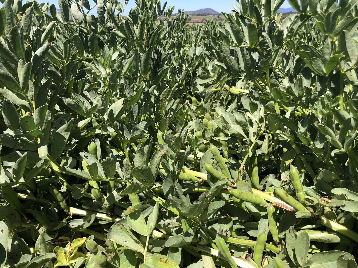 Beans are a bit flat this year but at least they are still with us unlike many in the area due to the extreme disease pressure. It’s been a battle to keep them relatively clean.