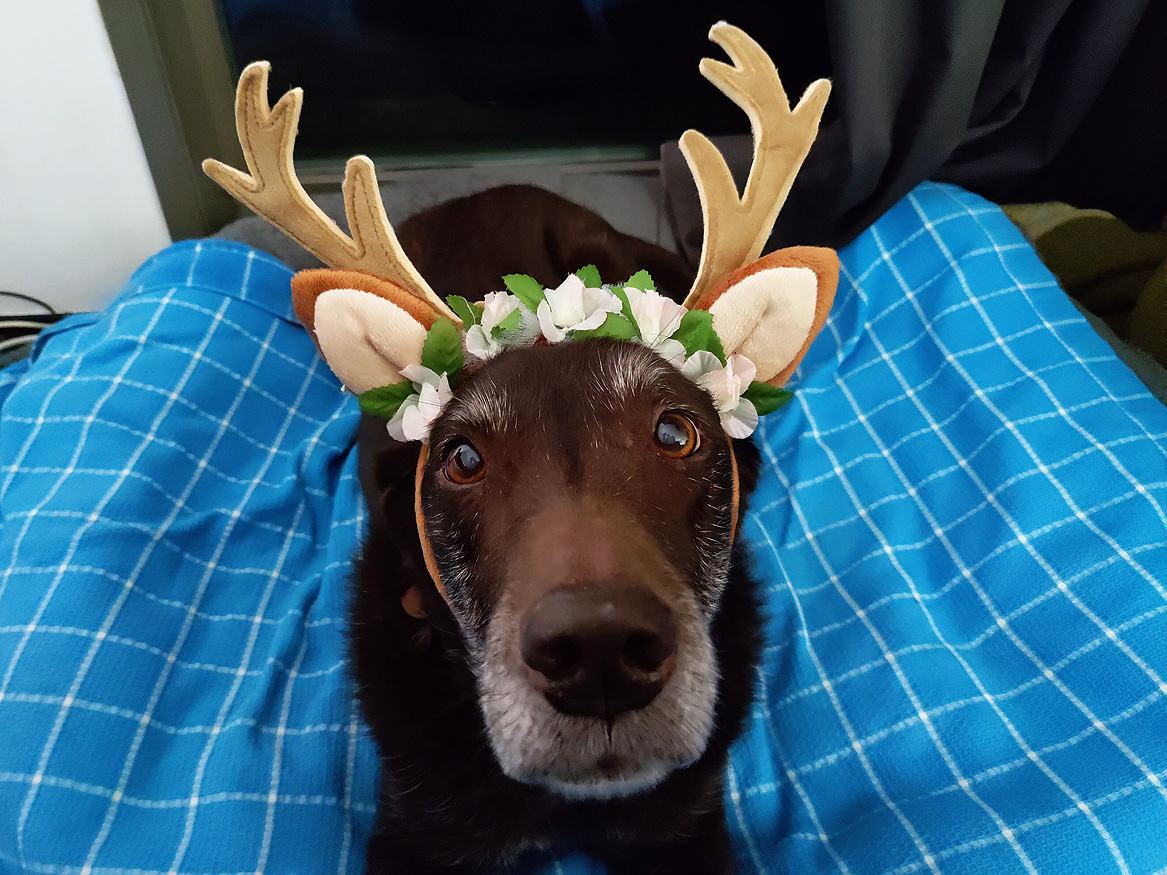 labtested1's tweet image. Morning! Nice! Although, those horns might match FF's personality better. *boop* 🤭❤️