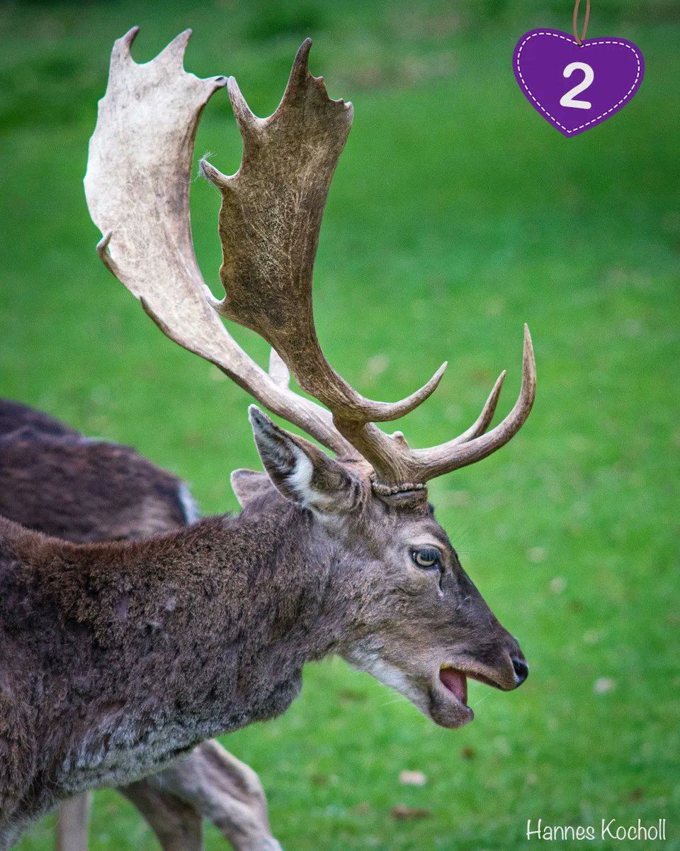 Affenbergsalem's tweet photo. Wusstest Du, dass das #Geweih aus #Knochen besteht. Es wird jedes Jahr abgeworfen und wächst dann wieder auf diese stattliche Größe heran. #affenbergsalem #damwild #hirsch https://t.co/OyoNiyXBlN