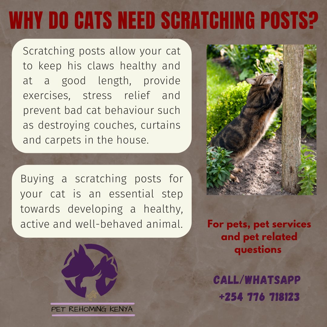 prkpets's tweet photo. Why do cats need scratching posts?

#CatsOfTwitter #prkpets #Pettips https://t.co/tNezS0TnNh