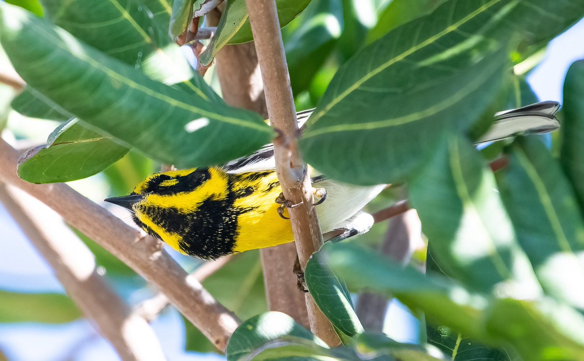 Another Townsend’s Warbler spent time in the garden last week. This one appears to be an immature as the black Breast feathers are speckled with yellow