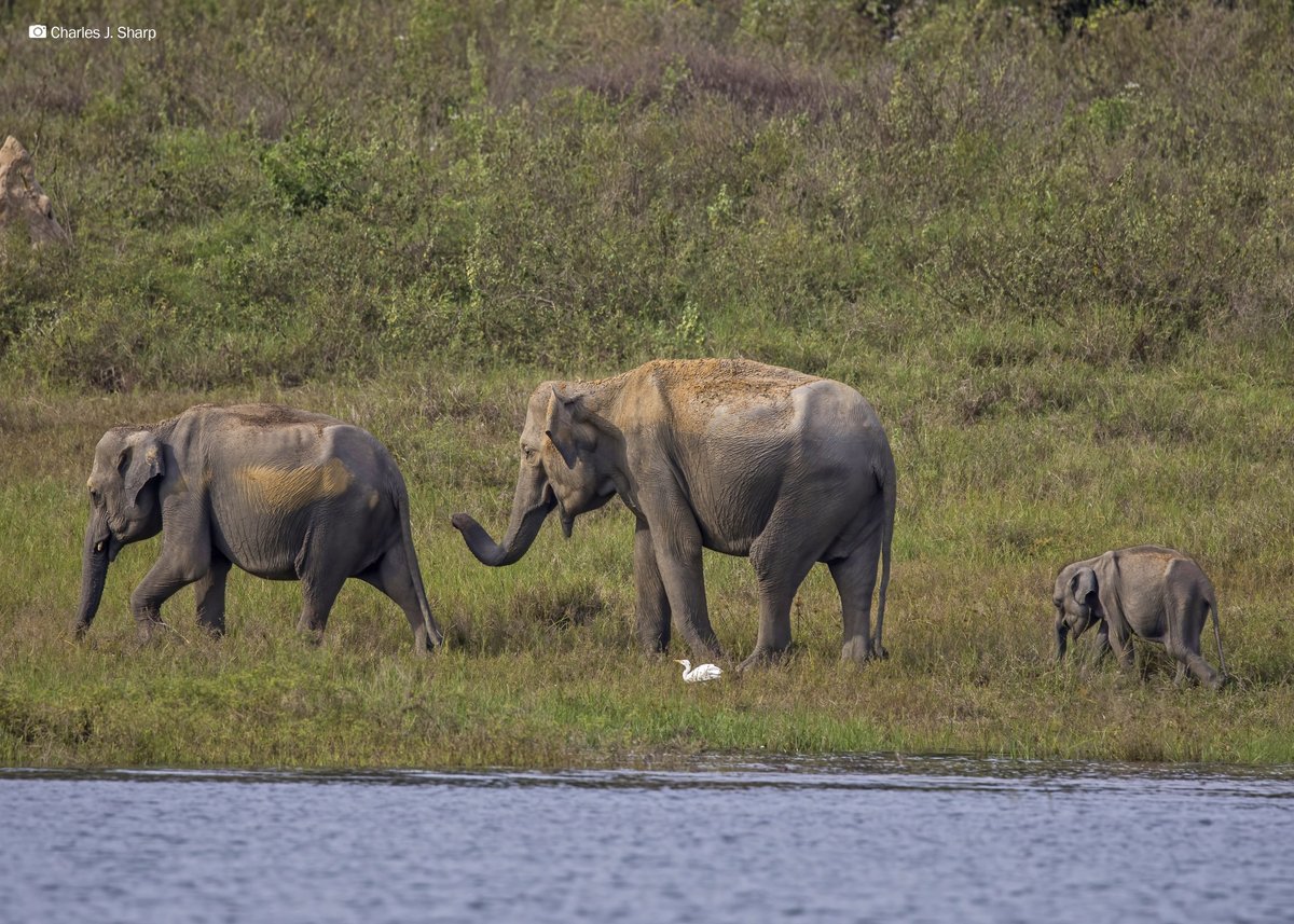 How do elephants in Sri Lanka use protected areas? Check out this newly-published paper which utilized Udawalawe Elephant Research Project’s (UWERP) data on Asian elephants HERE: bit.ly/ELEspaceuse 🐘 #conservationstrategies #protectedareas